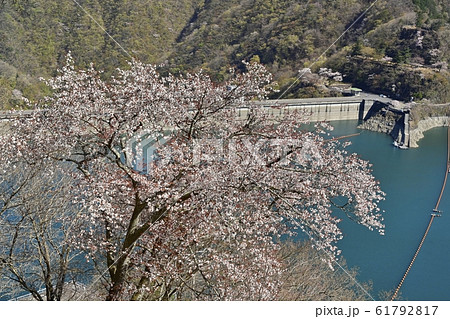 見晴らしの丘から奥多摩湖と湖畔の桜 見晴らしの丘から奥多摩湖と湖畔の桜 61792817