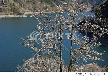 見晴らしの丘から奥多摩湖と湖畔の桜 見晴らしの丘から奥多摩湖と湖畔の桜 61792821