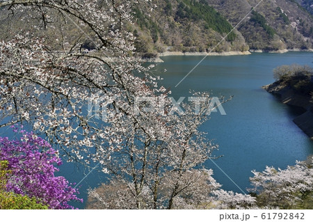 見晴らしの丘から奥多摩湖に湖畔の桜とミツバツツジ 見晴らしの丘から奥多摩湖に湖畔の桜とミツバツツジ 61792842