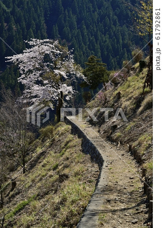 奥多摩湖畔見晴らしの丘の桜 奥多摩湖畔見晴らしの丘の桜 61792861