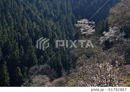 奥多摩湖畔見晴らしの丘の桜 61792867