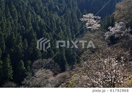 奥多摩湖畔見晴らしの丘の桜 61792868