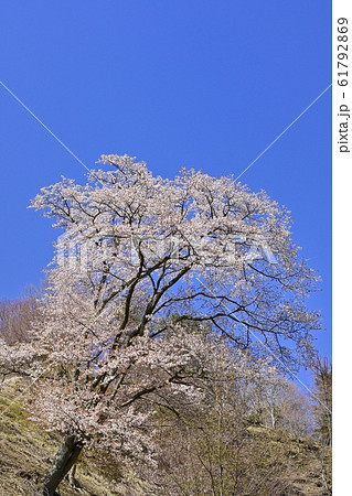 奥多摩湖畔見晴らしの丘の桜 61792869