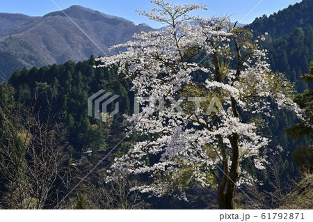 奥多摩湖畔見晴らしの丘の桜 61792871