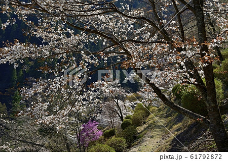奥多摩湖畔見晴らしの丘の桜 61792872