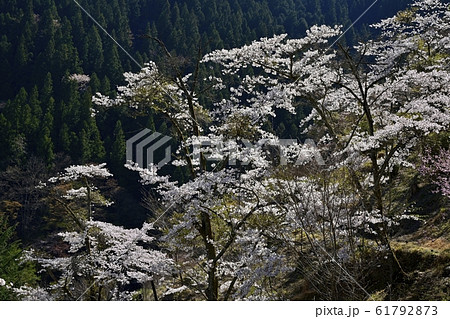 奥多摩湖畔見晴らしの丘の桜 61792873