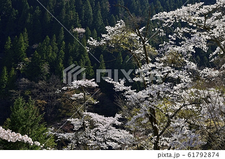 奥多摩湖畔見晴らしの丘の桜 61792874