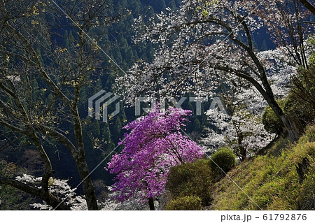 奥多摩湖畔見晴らしの丘の桜 61792876