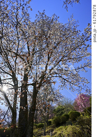 奥多摩湖畔見晴らしの丘の桜 61792878