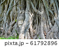 A stone Buddha head in the roots of a tree, taken 61792896