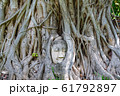 A stone Buddha head in the roots of a tree, taken 61792897