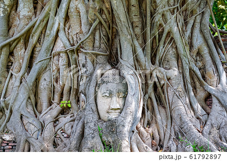 A stone Buddha head in the roots of a tree, taken 61792897