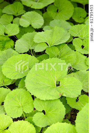 フキ畑 フキ畑 61795455