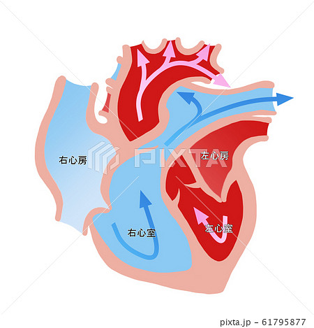 心臓断面図 61795877