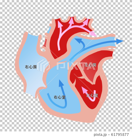 Cardiac cross section - Stock Illustration [61795877] - PIXTA