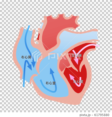 心臓断面図 61795880