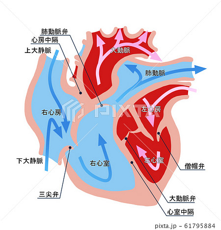 心臓断面図のイラスト素材