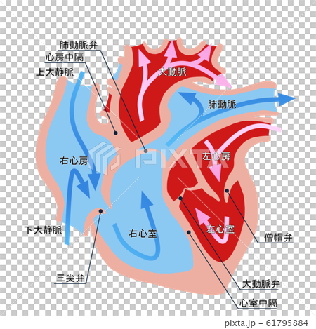 心臓断面図のイラスト素材