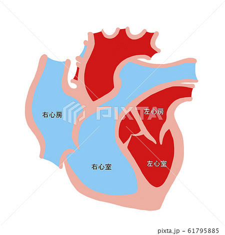 心臓断面図 61795885