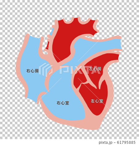心臓断面図 61795885