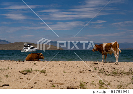 Cows on the beach 61795942