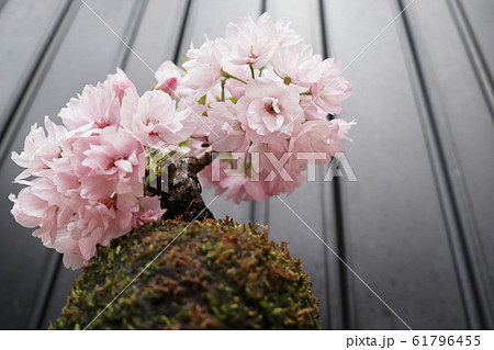 苔玉の桜の写真素材