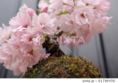 苔玉の桜の写真素材