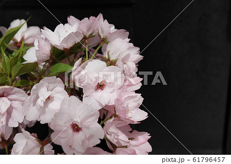 苔玉の桜の写真素材