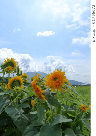 あけのひまわりフェスティバル 茨城県 筑西市 の写真素材