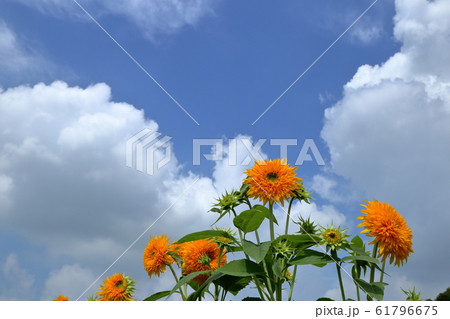 あけのひまわりフェスティバル ( 茨城県 筑西市 ) あけのひまわりフェスティバル ( 茨城県 筑西市 ) 61796675
