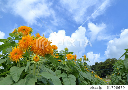 あけのひまわりフェスティバル ( 茨城県 筑西市 ) 61796679