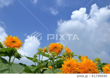 あけのひまわりフェスティバル ( 茨城県 筑西市 ) 61796680