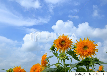 あけのひまわりフェスティバル ( 茨城県 筑西市 ) 61796681