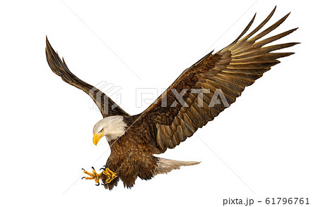 Bald Eagle Flying Draw And Paint On White のイラスト素材