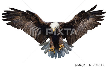 eagle, bird, beautiful - Stock Illustration [61796817] - PIXTA