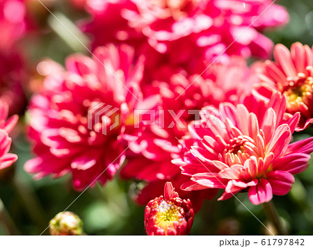 Red Chrysanthemums bunch in floral shop, seamless pattern flowers background. Red Chrysanthemums bunch in floral shop, seamless pattern flowers background. 61797842