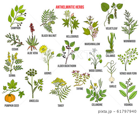 Anthelmintic or antihelminthic herbs collection 61797940
