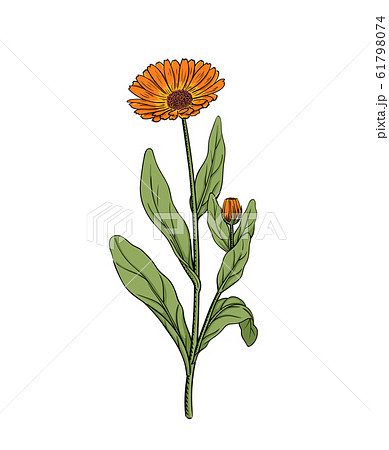 Calendula vector illustration of marigold flower Calendula vector illustration of marigold flower 61798074