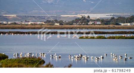 Las Salinas in Cabo de Gata Almeria. Flamingos 61798249