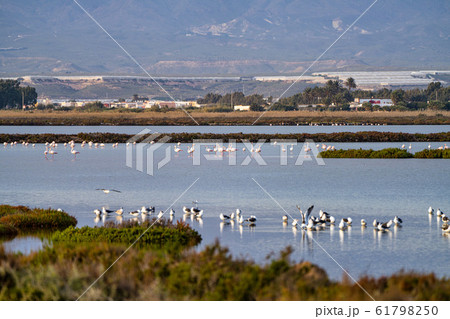 Las Salinas in Cabo de Gata Almeria. Flamingos 61798250