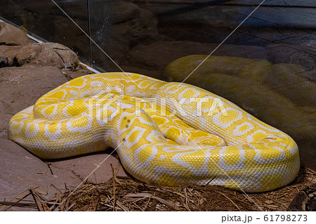 Burmese python, Python bivittatus in Tabernas Burmese python, Python bivittatus in Tabernas 61798273