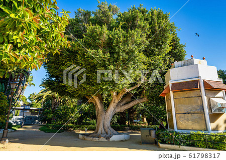Beautiful green genoves public in Cadiz, Beautiful green genoves public in Cadiz, 61798317