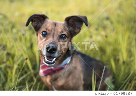 Portrait of a Terrier Dachshund Mix 61799237