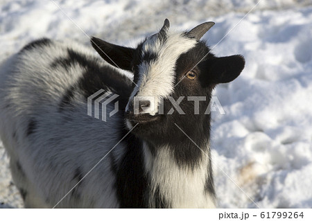 Pygmy goat in a park, wintertime Pygmy goat in a park, wintertime 61799264