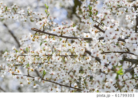 Cherry blossom tree 61799303