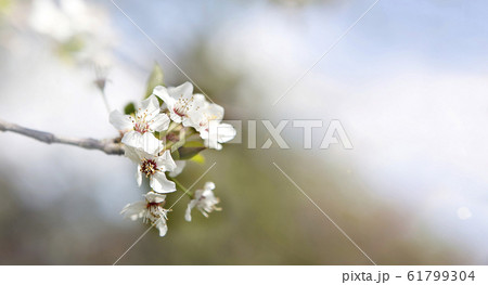 Cherry blossom panorama Cherry blossom panorama 61799304