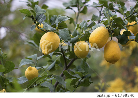 Lemon tree with yellow lemons Lemon tree with yellow lemons 61799540