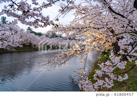 弘前公園 西堀 春 桜 夜 ライトアップ 美しい 綺麗 季節 イメージ 旅 東北地方 弘前市 青森県 弘前公園 西堀 春 桜 夜 ライトアップ 美しい 綺麗 季節 イメージ 旅 東北地方 弘前市 青森県 61800457
