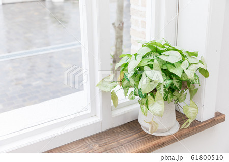 インテリア　観葉植物 61800510