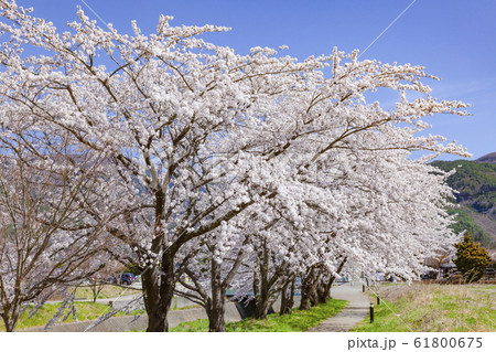 河口湖畔の桜並木、山梨県富士河口湖町にて 61800675